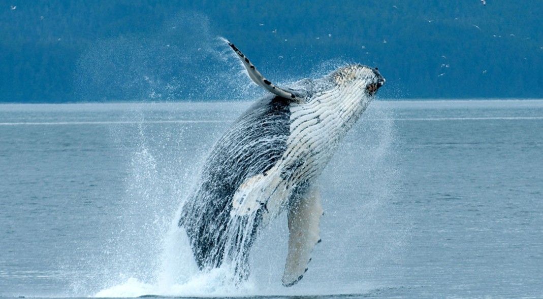 Discover Southeast Alaska | August 18 - 25, 2023 Discover Southeast Alaska | August 18 - 25, 2023