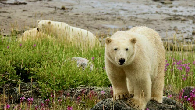 Polar Bears & Beluga Whales | July 26 - August 1, 2024 Polar Bears & Beluga Whales | July 26 - August 1, 2024