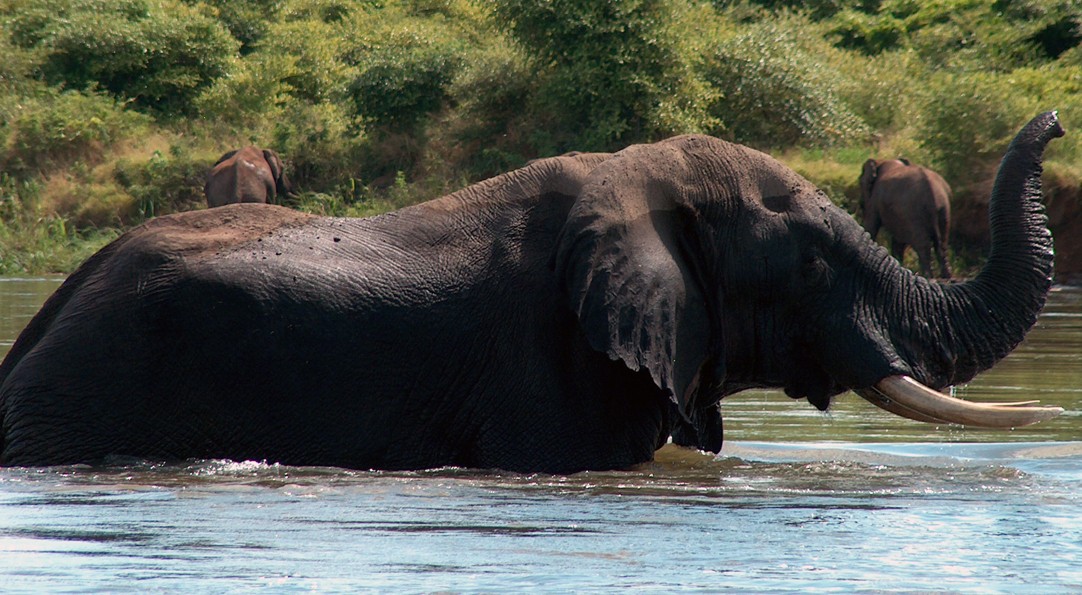 African Expedition by Private Train | September 10 - 24, 2025 African Expedition by Private Train | September 10 - 24, 2025