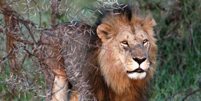 Africa's Wildlife Africa's Wildlife
