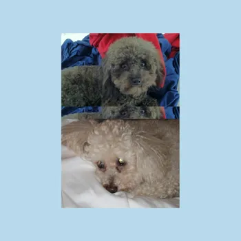 Two small adorable puppies one picture on the top half and one pictured on the bottom half.