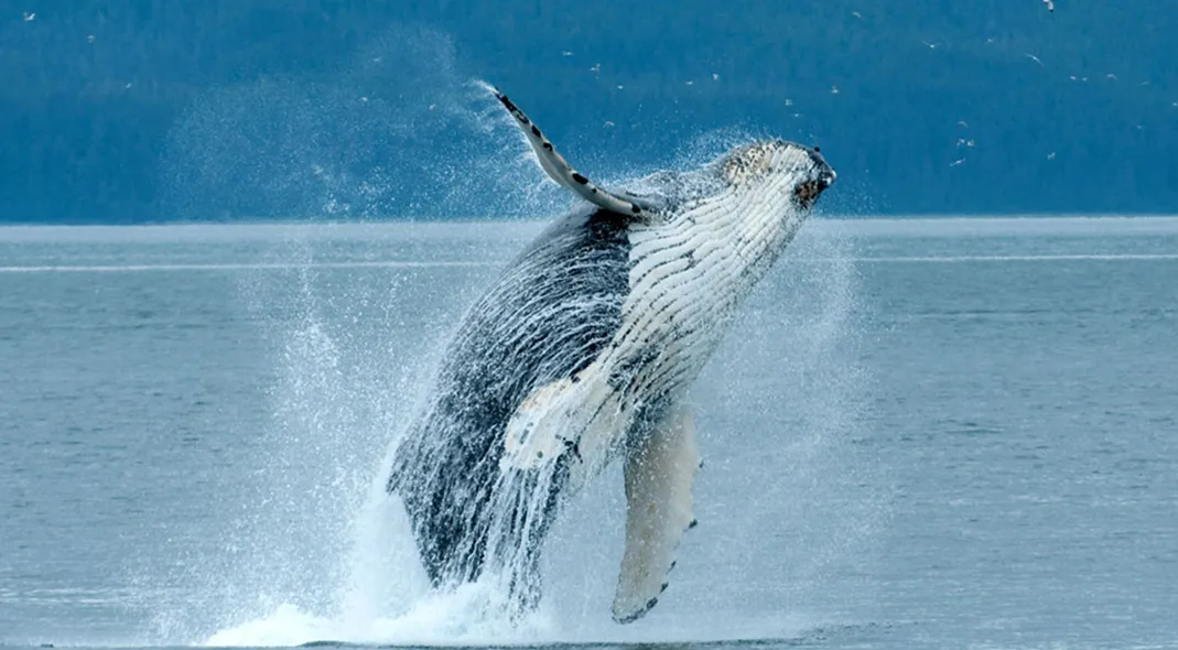Whale