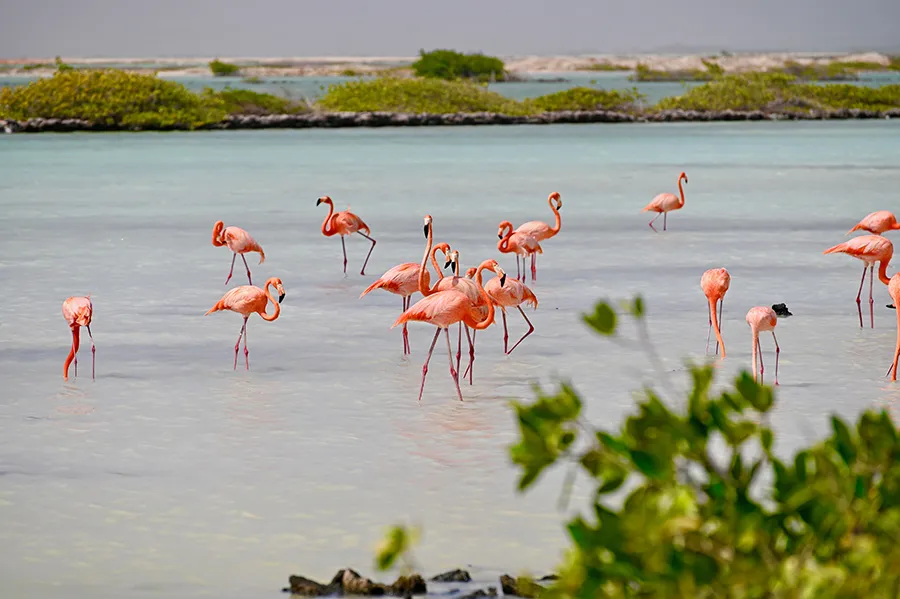 The Luxurious Caribbean Sea | February 1 - 9, 2027