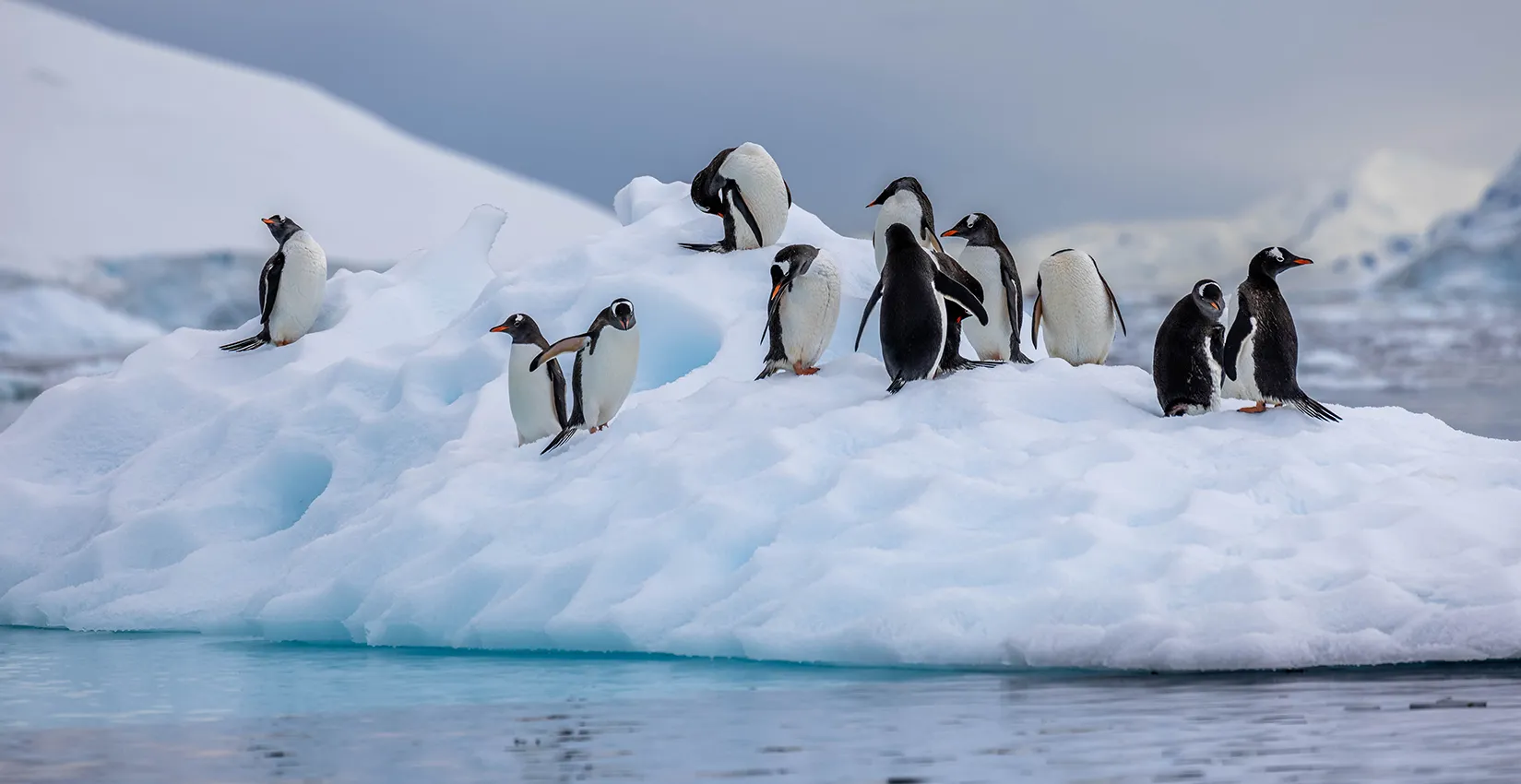 Expedition to Antarctica | January 11 - 24, 2026