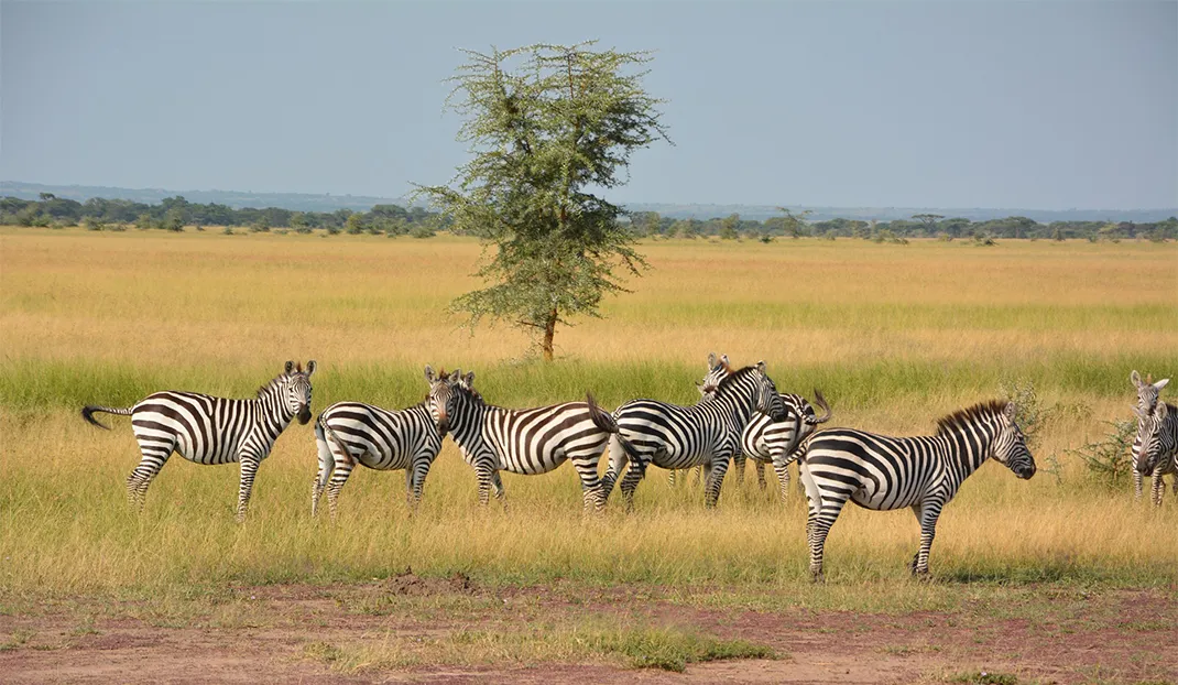 Tanzania Scenery