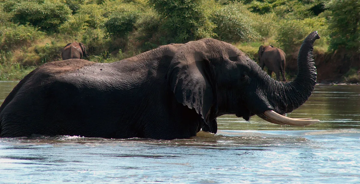African Expedition by Private Train | July 8 - 22, 2026