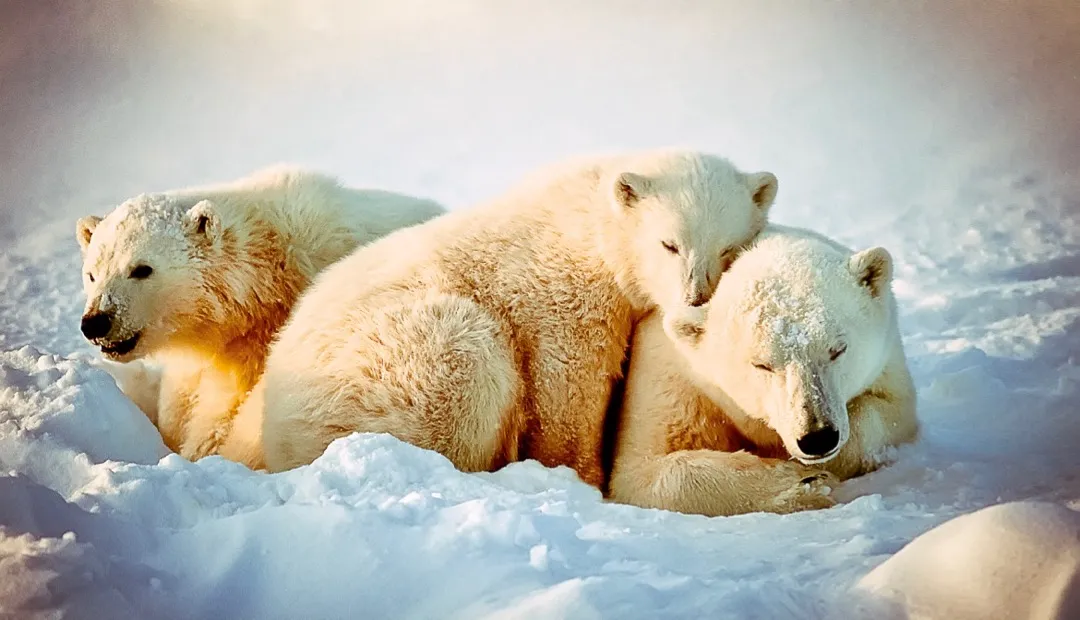 Polar Bears