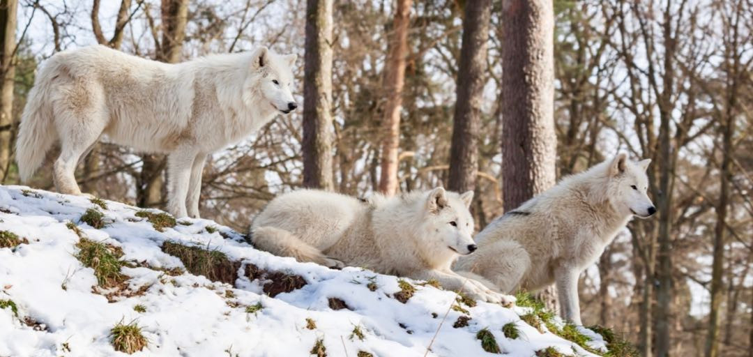 Wolves of Yellowstone | January 17 - 23, 2026 Wolves of Yellowstone | January 17 - 23, 2026