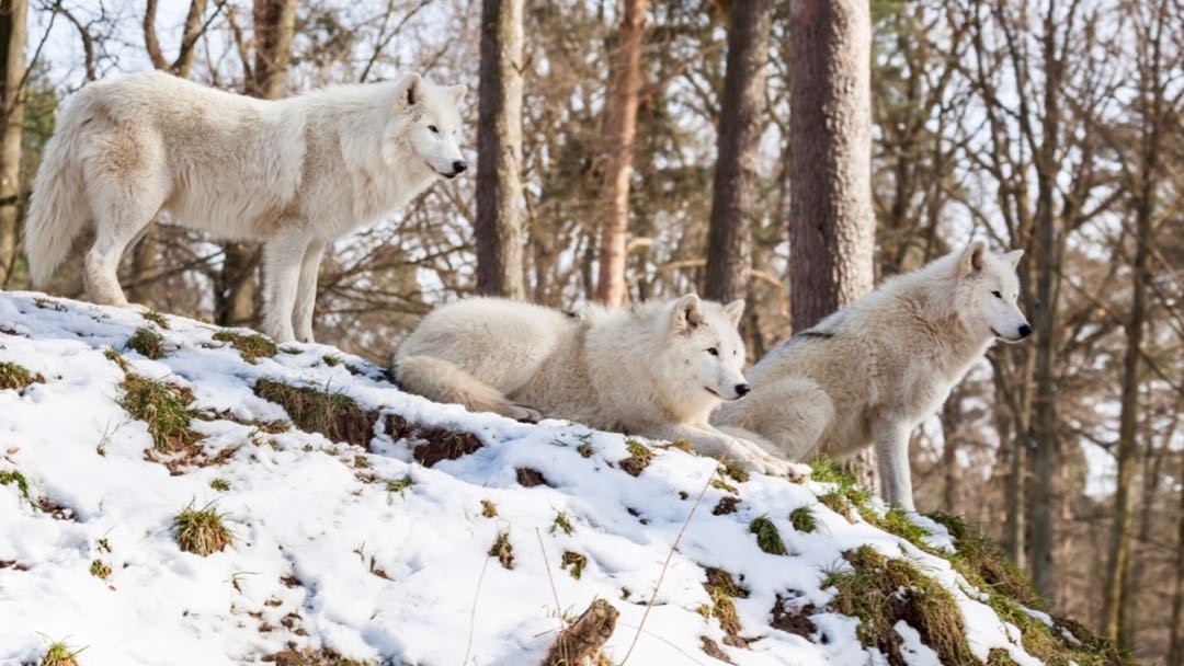 Wolves